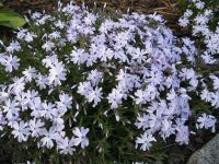 Plamenka šídlovitá (Phlox subulata)