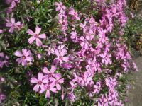 Plamenka šídlovitá (Phlox subulata)