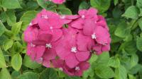 Hortenzie velkolistá (Hydrangea macrophylla)