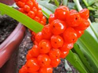 Árón italský (Arum italicum)