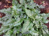 Árón italský (Arum italicum)