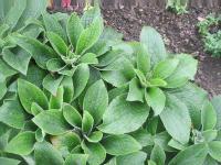 Náprstník červený (Digitalis purpurea)