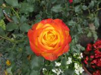 Růže 'Tequila Sunrise' - Velkokvěté růže (Rosa)