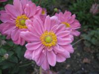 Sasanka japonská (Anemone hupehens)