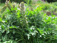 Paznehtník měkký (Acanthus mollis)