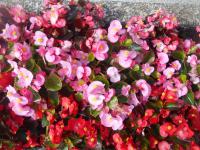 Begonie stálokvětá (Begonia semperflorens)