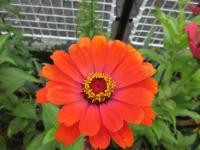 Ostálka sličná (Zinnia elegans)