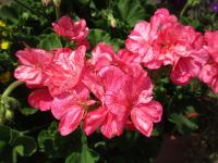 Pelargónie páskatá (Pelargonium zonale)