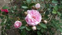 Růže Super Fairy (Rosa sp)