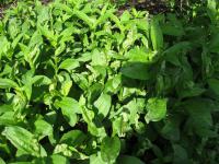 Mydlice lékařská (Saponaria officinalis)