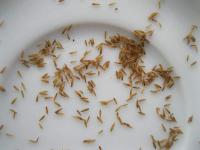 Pampas dvoudomý (Cortaderia selloana)