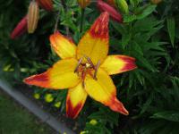 Lilie 'Cancun' - Asijské hybridy vysoké