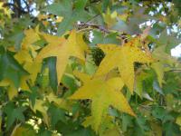 Ambroň západní (Liquidambar styraciflua)