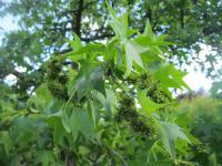 Ambroň západní (Liquidambar styraciflua)