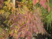Arálie vysoká (Aralia elata)
