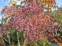 Arálie vysoká (Aralia elata)