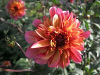 Jiřinka proměnlivá (Dahlia pinnata)