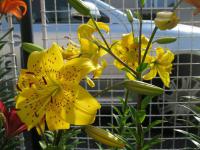 Lilie 'Pearl Jennifer' - Asijské hybridy vysoké