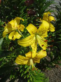 Lilium x hybridum   'Pearl Jennifer'  ľalia rastlina