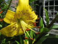 Lilie 'Pearl Jennifer' - Asijské hybridy vysoké