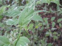 Zákula japonská 'Picta' (Kerria japonica)