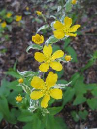 Zákula japonská 'Picta' (Kerria japonica)