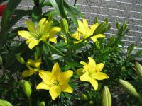 Lilium x hybridum  'Yellow Cocotte'  ľalia rastlina