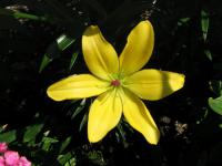 Lilium x hybridum     'Yellow Cocotte'  ľalia kvety