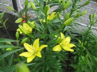 Lilium x hybridum 'Yellow Cocotte'  ľalia rastlina