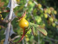 Růže hedvábitá křídlatá (Rosa sericea var pteracantha)