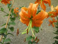 Lilie Henryova (Lilium henryi)