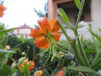 Lilie Henryova (Lilium henryi)