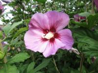 Ibišek syrský (Hibiscus syriacus)