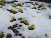 Talovín zimní (Eranthis hyemalis)