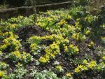 Talovín zimní (Eranthis hyemalis)