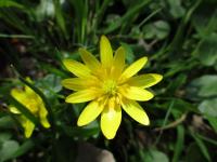 Orsej jarní (Ficaria verna)