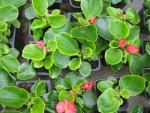 Begonie stálokvětá (Begonia semperflorens)