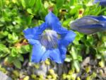 Hořec bezlodyžný (Gentiana acaulis)