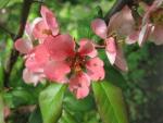 Kdoulovec japonský (Chaenomeles japonica)