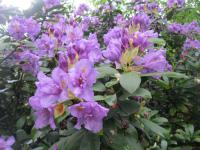 Pěnišník (Rhododendron)