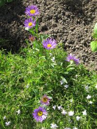 Hvězdnice alpská 'Goliath' (Aster alpinus)
