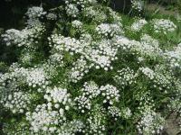 Pimpinella anisum