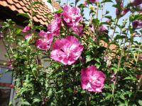 Ibišek syrský (Hibiscus syriacus)