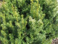 Tis červený 'Elegantissima' (Taxus baccata)