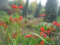 Montbrécie 'Emberglow' (Crocosmia)