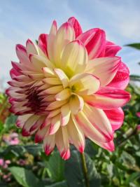 Jiřinka 'Dagmar' - Dekorační jiřinky (Dahlia)