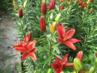 Lilium x hybridum  'Red Sensation'  ľalia rastlina