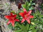 Lilium x hybridum         'Red Sensation'  ľalia kvety