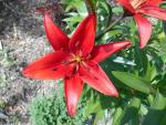 Lilium x hybridum           'Red Sensation'  ľalia kvety