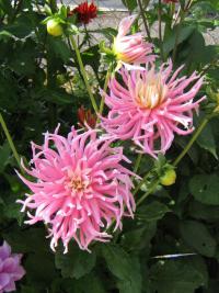 Jiřinka (Dahlia)